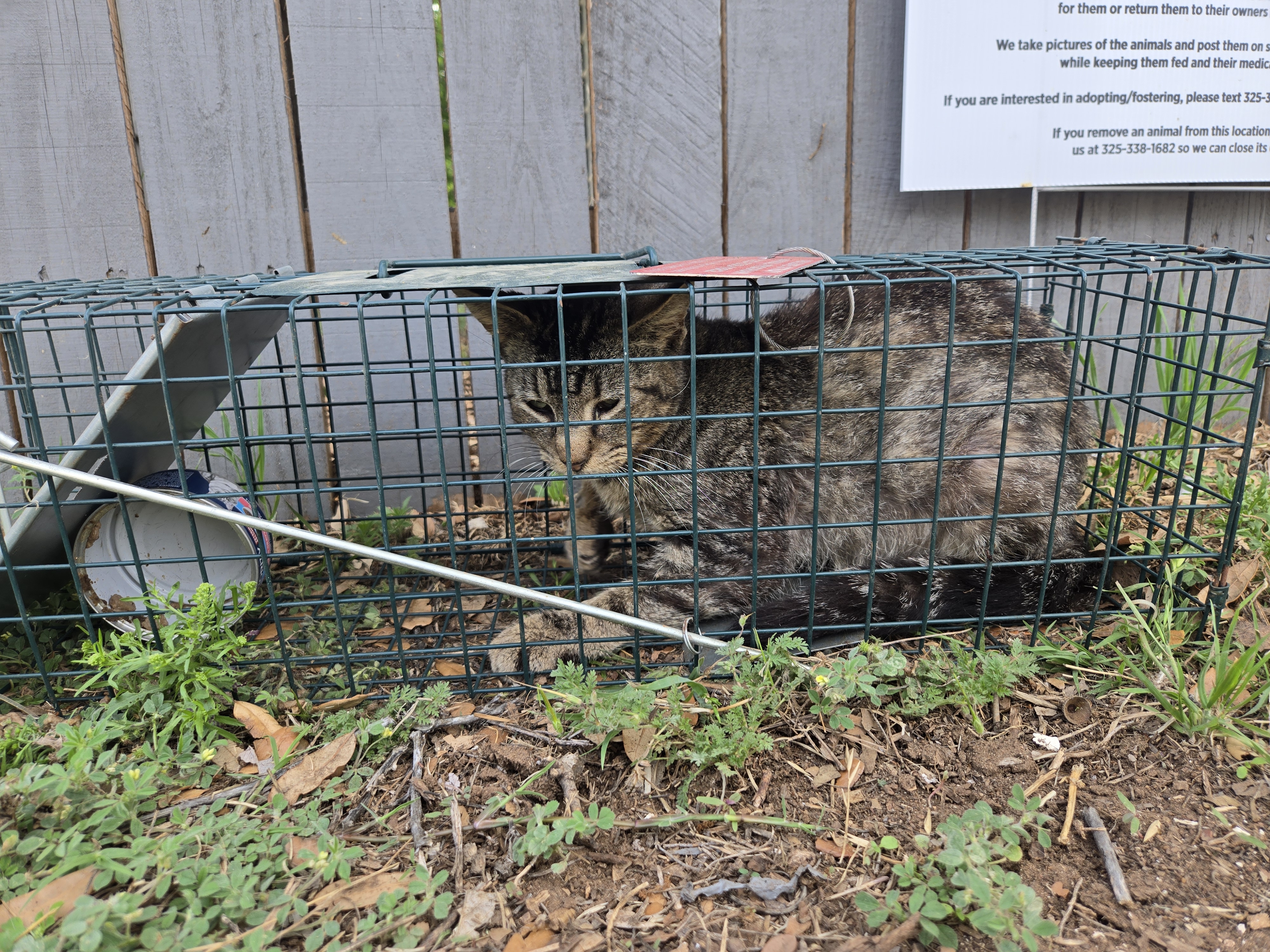 Abilene Stray Animal Program – ASAP